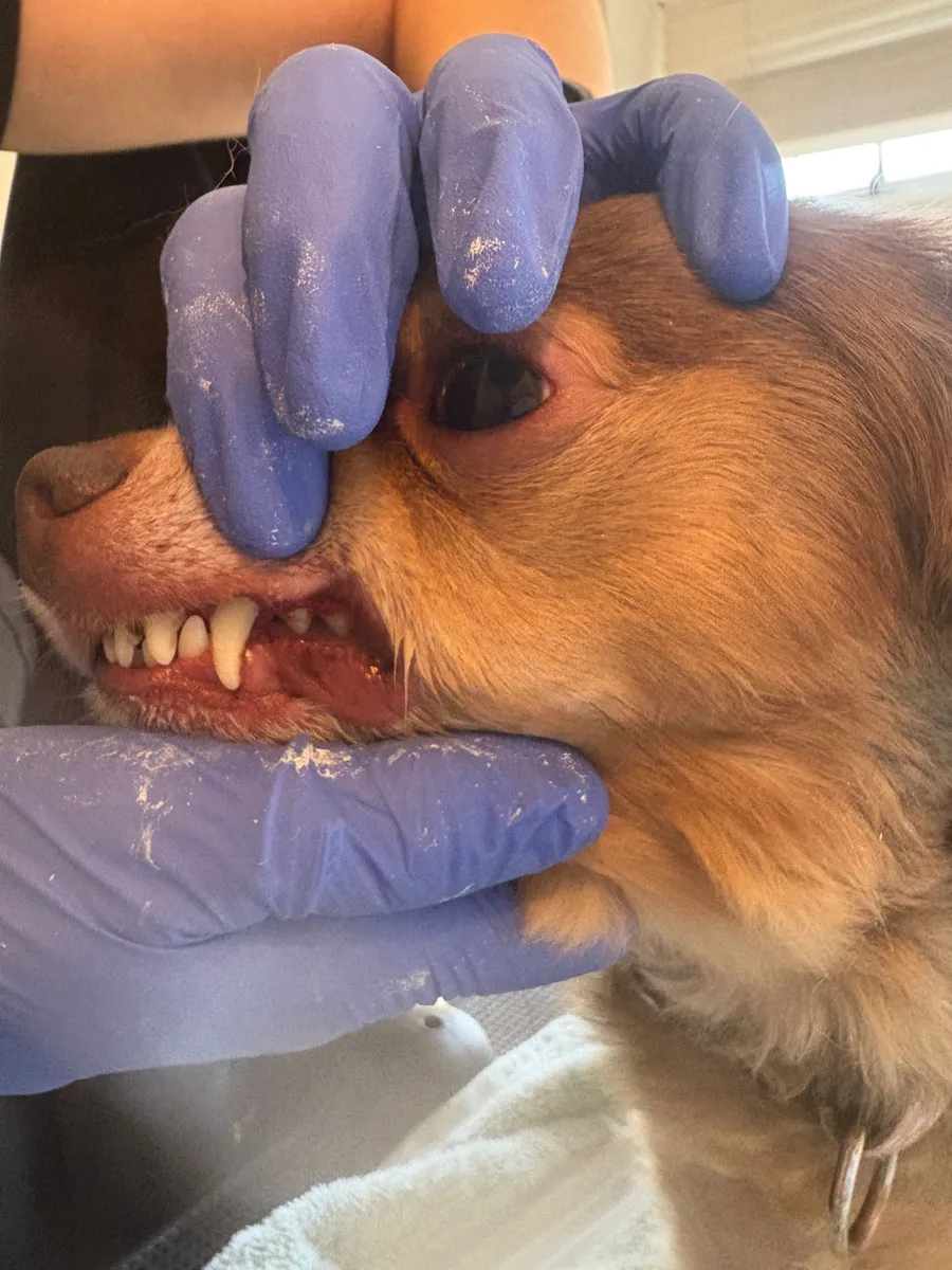 The same dog's teeth after Emmi Pet ultrasonic cleaning — visibly cleaner