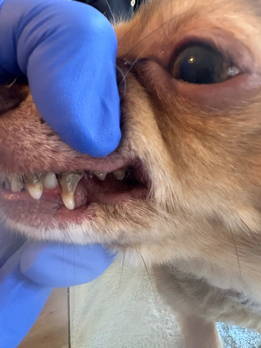 Dog's teeth before Emmi Pet ultrasonic cleaning at The Grooming Boutique