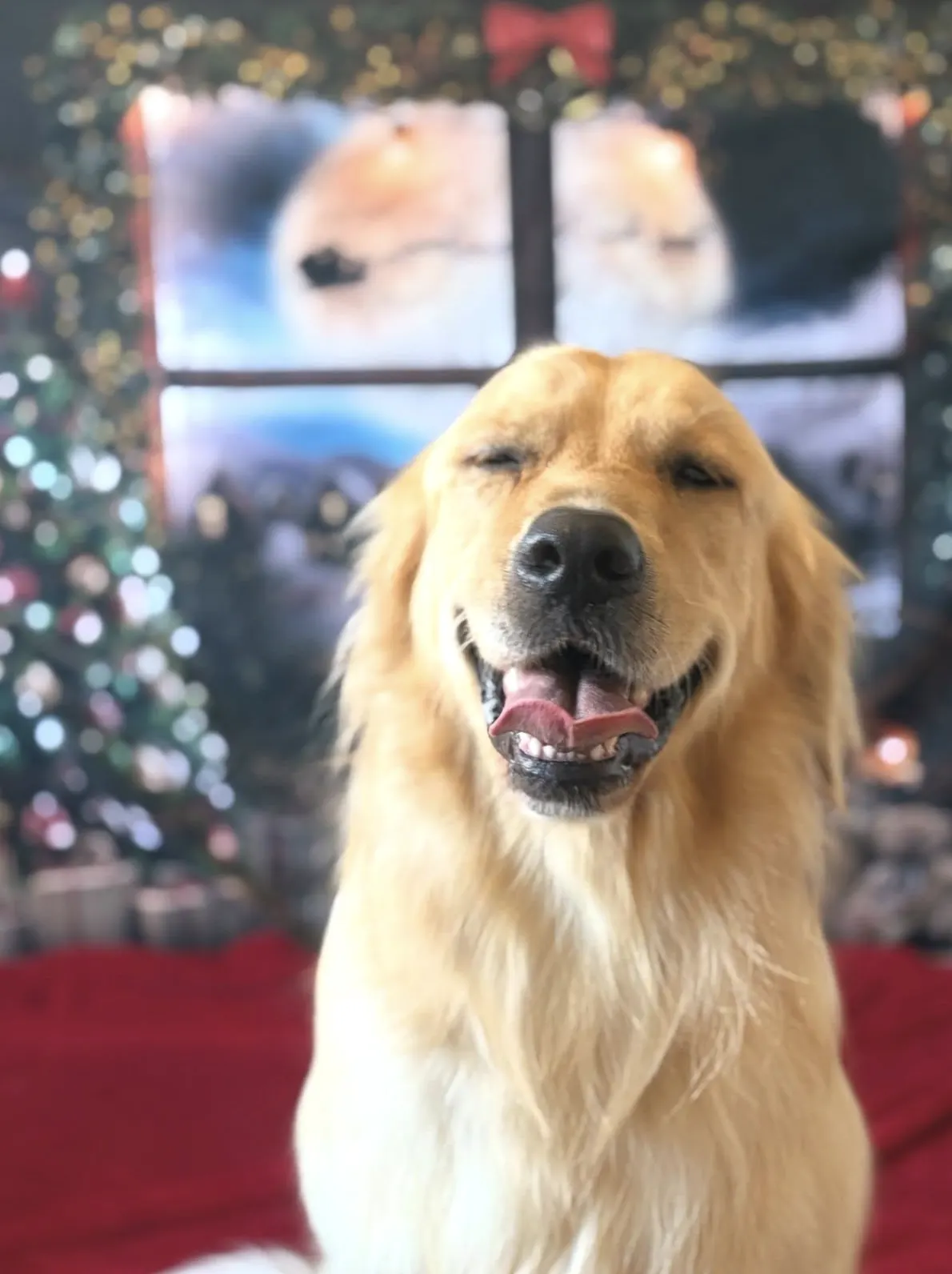 Smiling golden retriever after grooming, in front of the festive photo backdrop at The Grooming Boutique