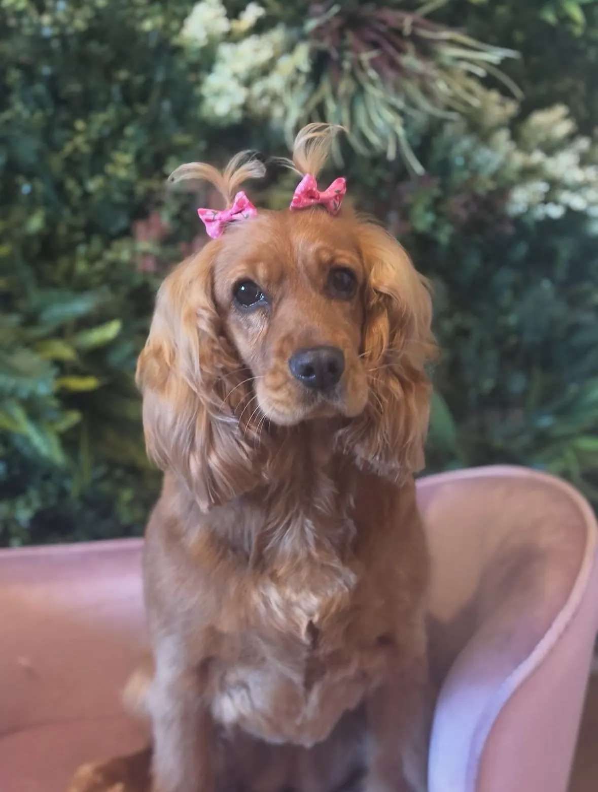 Cocker spaniel with pink bows in her ears after grooming, by the living wall at The Grooming Boutique