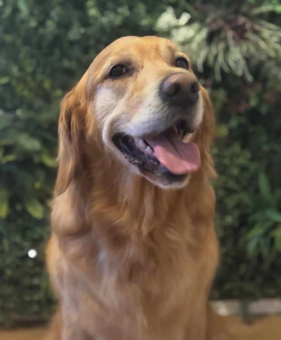 Senior golden retriever smiling after a groom at The Grooming Boutique living wall