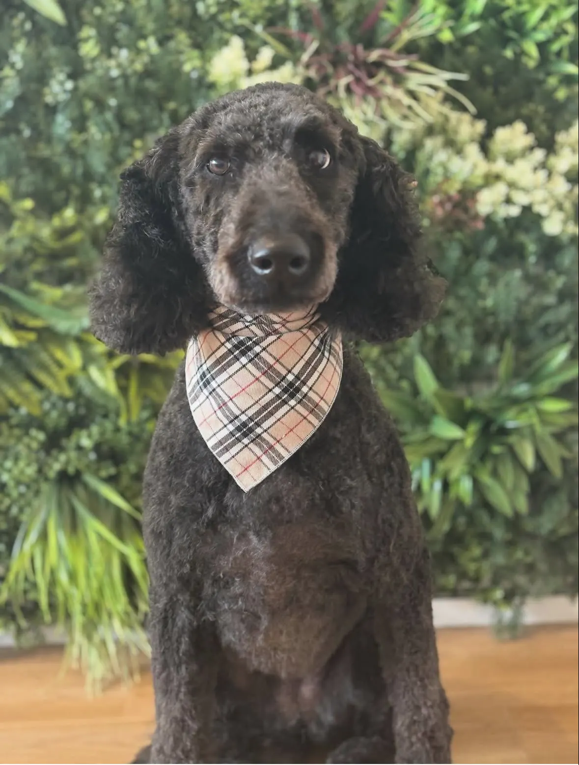 Black standard poodle wearing a tartan bandana after a full groom at The Grooming Boutique