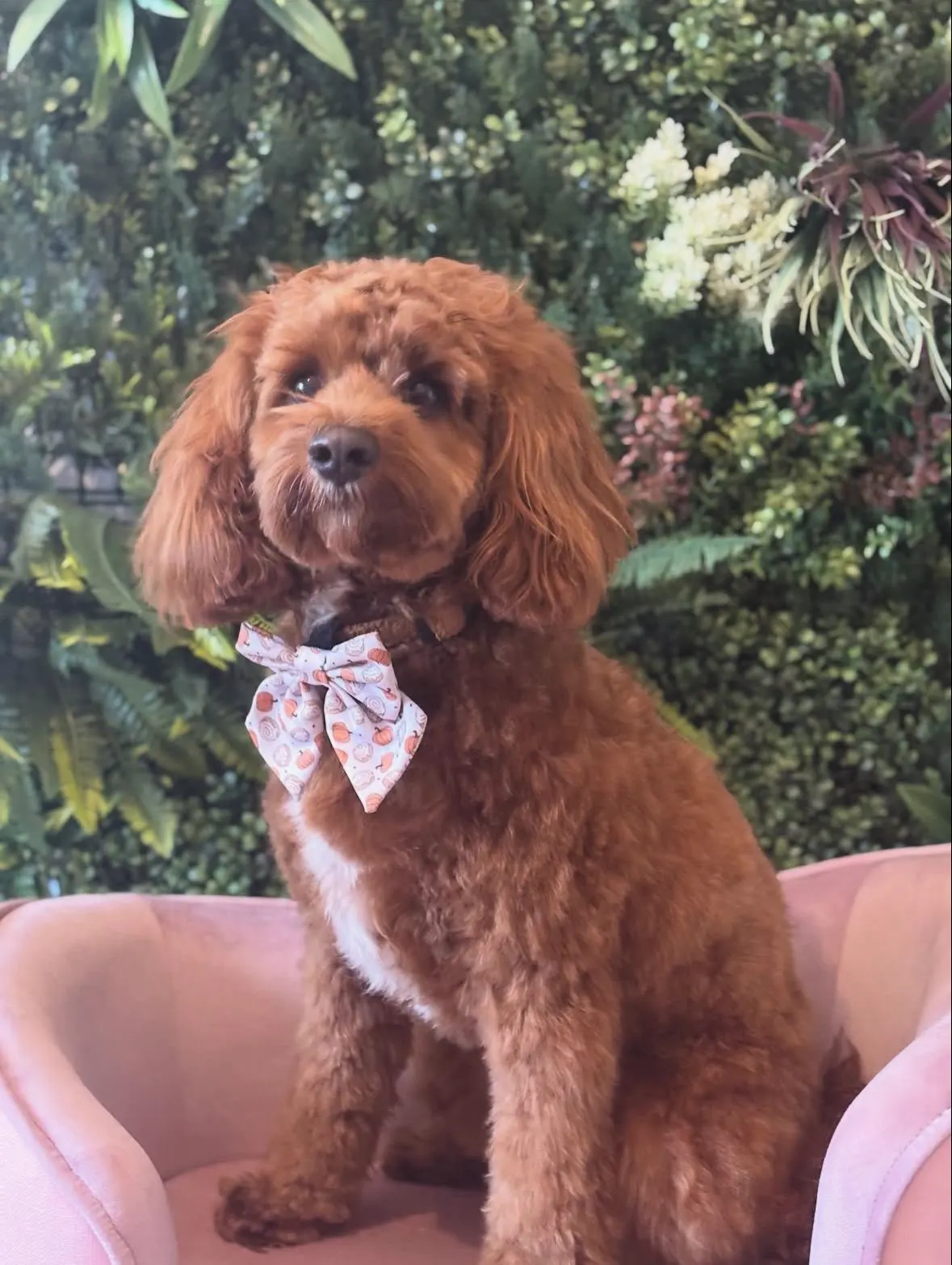 Red cavapoo in an autumn print bow sitting on the pink chair at The Grooming Boutique