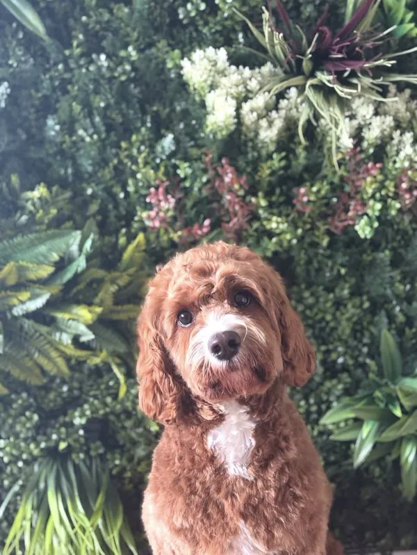 Red cockapoo posing in front of the plant wall at The Grooming Boutique