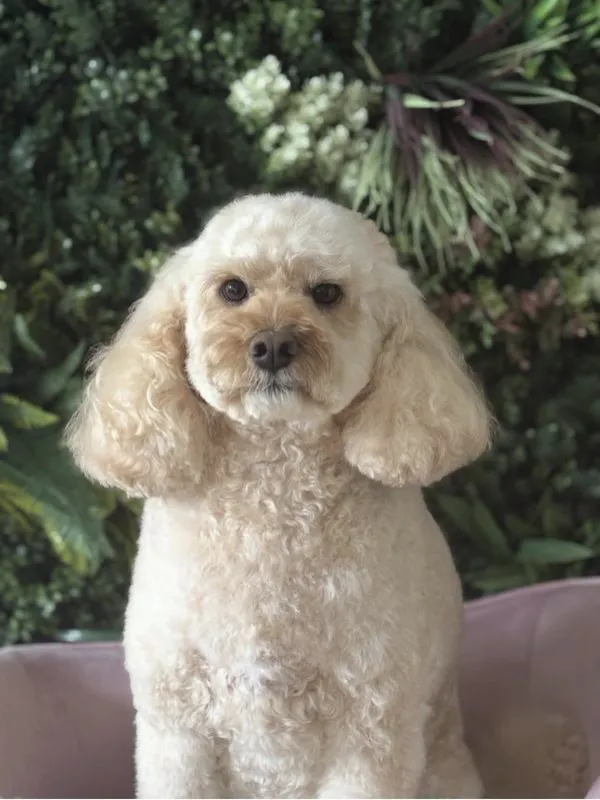 Cream poodle freshly groomed posing in front of the plant wall at The Grooming Boutique
