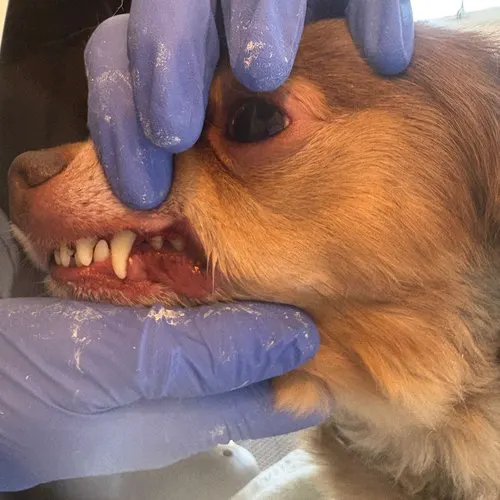 Emmi Pet ultrasonic dog teeth cleaning Cardiff — gentle no-anaesthetic dental care