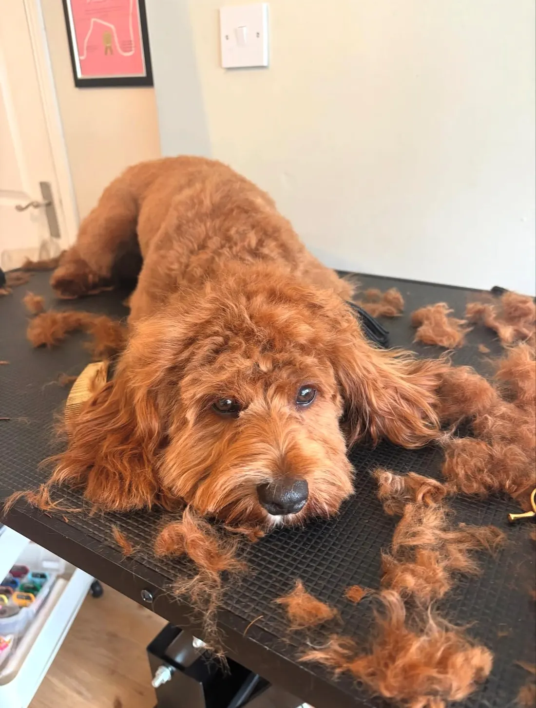 Full dog groom service in Cardiff — professional scissor cut and styling at The Grooming Boutique