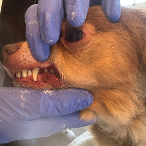 Emmi Pet ultrasonic dog teeth cleaning Cardiff - gentle no-anaesthetic dental care